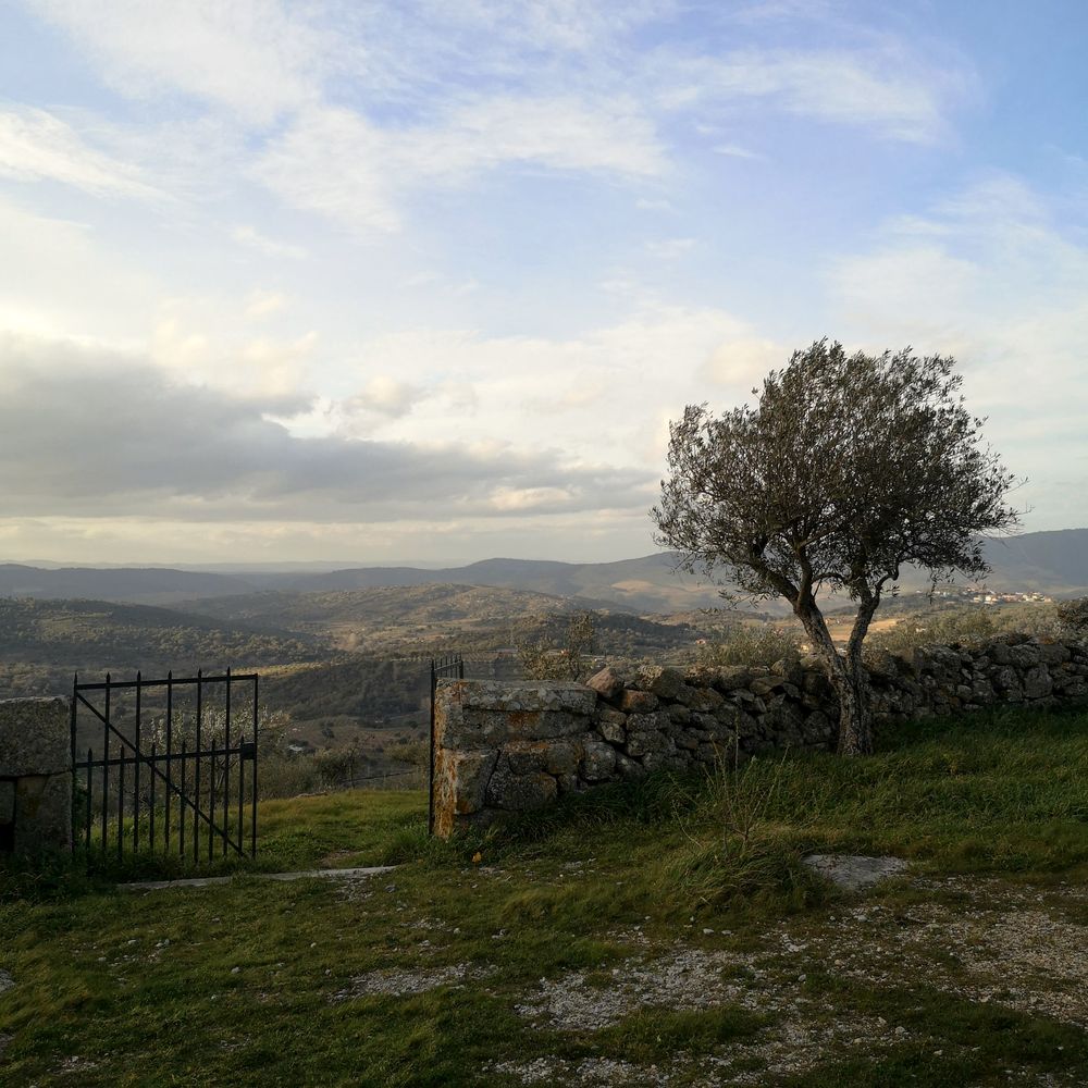 Olivo junto a un muro de piedra con vistas a las sierras